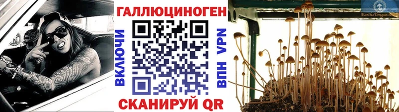 hydra как войти дарнет шоп Кириши Галлюциногенные грибы Psilocybe